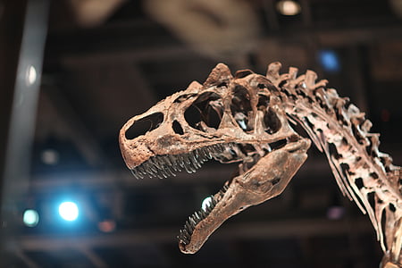 dinosaur, Dragon, Tyrannosaurus, fossile, væsen, skelet, palæontologi