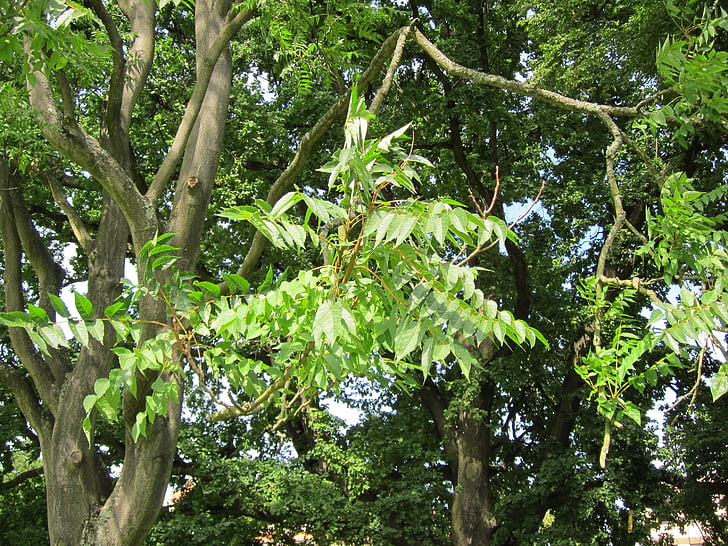 Ailanthus altissima, koka Heaven, Flora, botānika, INVAZĪVA, suga, augu
