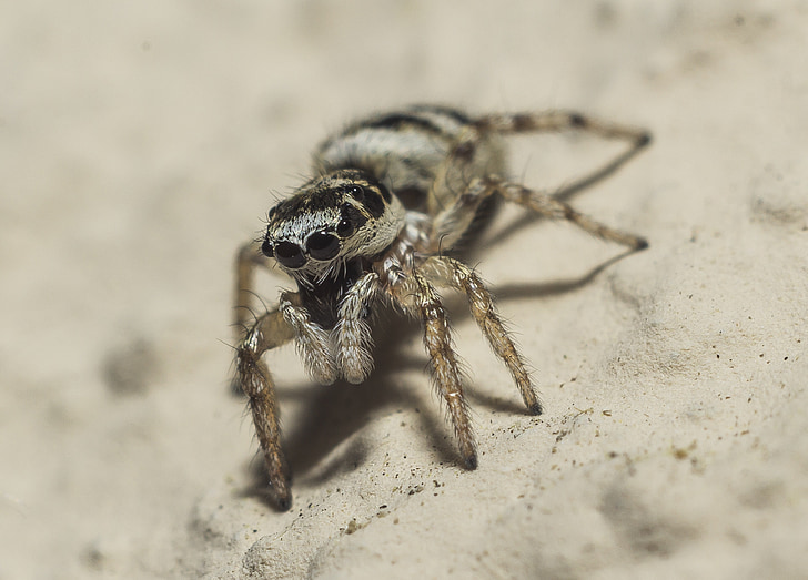 Šuoliai voras, Žmogus-voras, makro, šokinėja, kojos, akių, gyvūnų