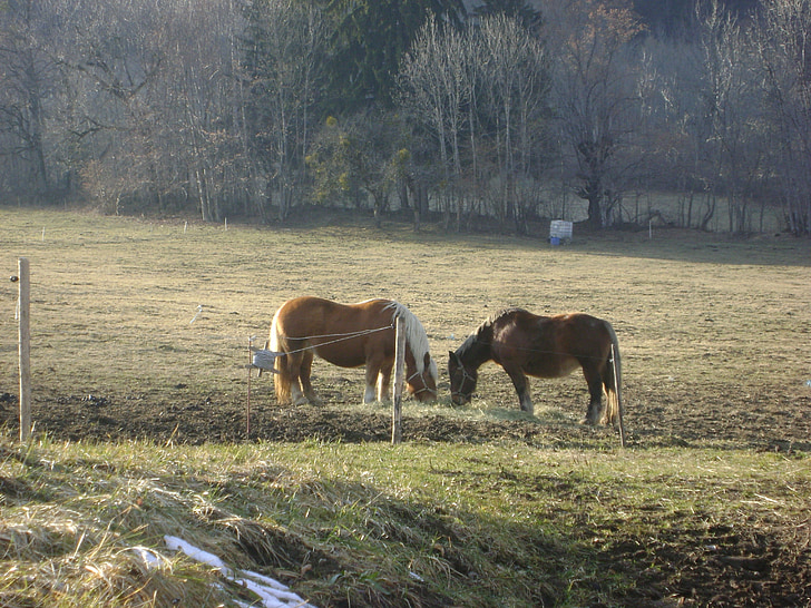 άλογα, Γαλλία, άγρια