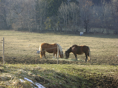 hobused, Prantsusmaa, looduslike