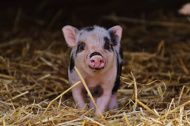 domuz yavrusu, wildpark poing, Bebek, küçük domuz, şirin, tatlı, komik