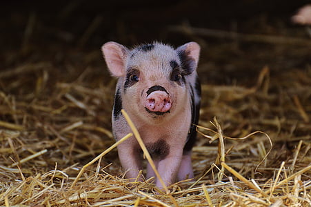 piglet, wildpark poing, baby, small pigs, cute, sweet, funny