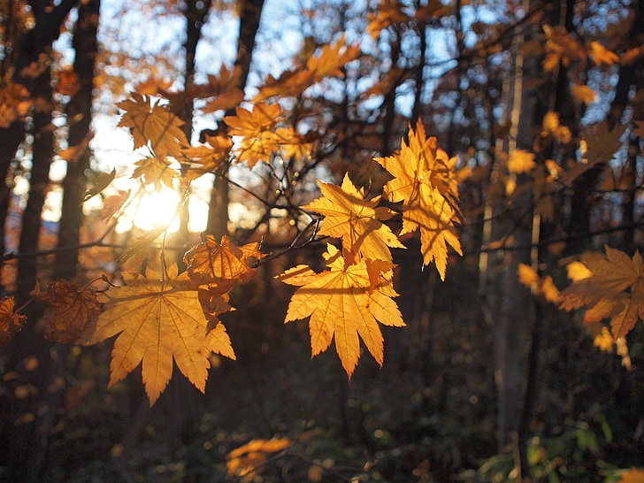 herbstliche Blätter, Sonnenstrahlen, Herbst, Fall von japan, Japan, bunte, Anlage