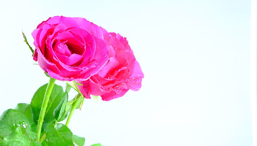 Rose, Rose, fleur rose rose, amour, romantique, Saint-Valentin, Romance