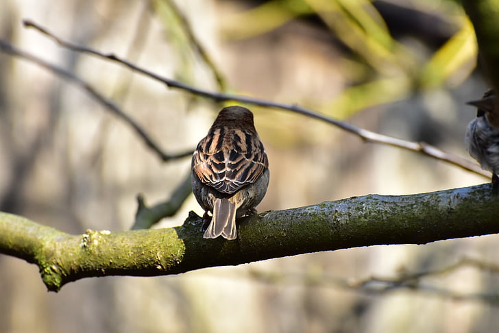 σπίτι sparrow, σπουργίτι, πουλί, ο «Sperling», ζώο, φύση, Songbird