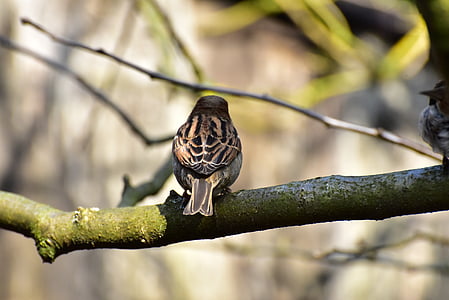 House sparrow, Sparrow, burung, sperling, hewan, alam, Songbird
