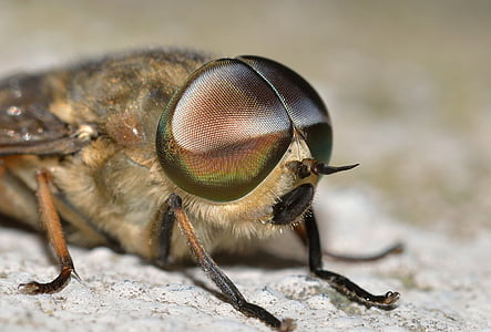 Insekten, Diptera, tabanus