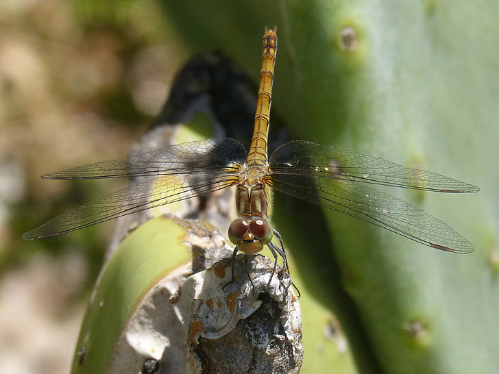 keltainen dragonfly, Sympetrum striolatum, Cactus, lentävät hyönteiset, hyönteinen, Dragonfly, Luonto