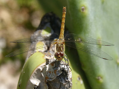 gele dragonfly, Sympetrum striolatum, Cactus, vliegende insecten, insect, Dragonfly, natuur