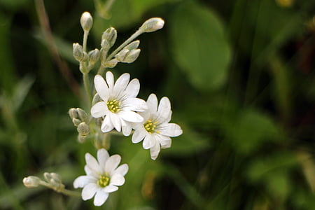oranica hornwort, caryophyllaceae, bijeli, cvijet, cvatu, cvijeće, ljekovita biljka
