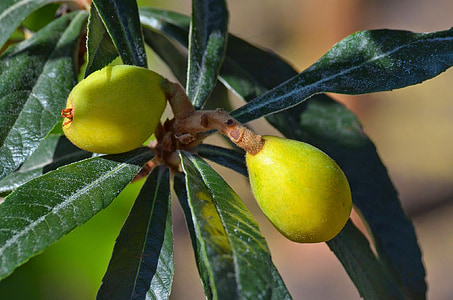 eriobotrya japonica, Nhật bản wollmispel, trái cây nhiệt đới, Nhật bản medlar Len, mispelfrüchte, cây cảnh, widlfrüchte
