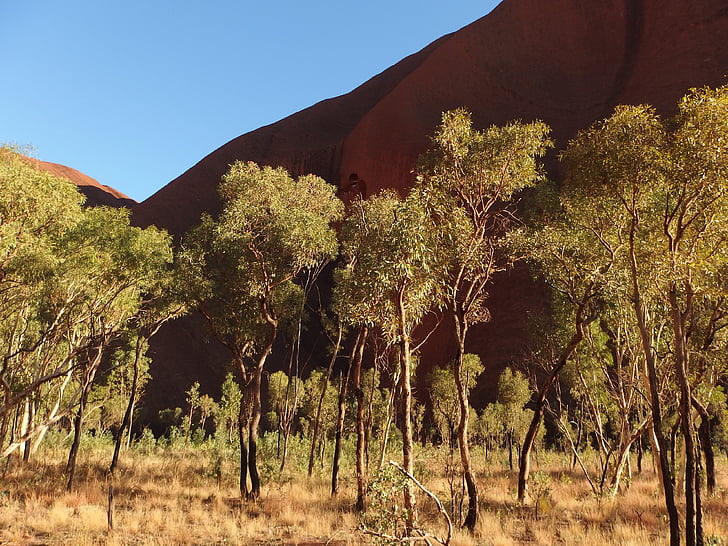 drzewa, Natura, Uluru, Ayers rock, Australia