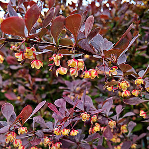 agracejo de sangre, hojas rojas, Bush, planta, mandril de la lámina, flores amarillas, con cúpula
