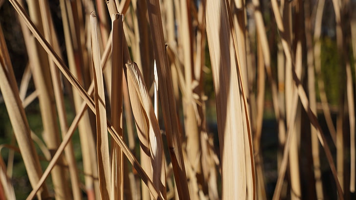 Bambus, Braun, Textur, Hintergrund, Blätter, Natur, verdorrt