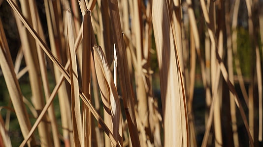 bambus, brun, tekstur, baggrund, blade, natur, visne
