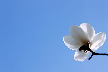 magnolijas, puķe, darbvirsma, zilas debesis