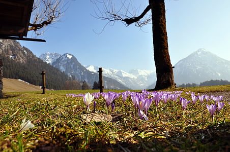 crocus, purple, mountains, flower, purple flower, early bloomer, spring