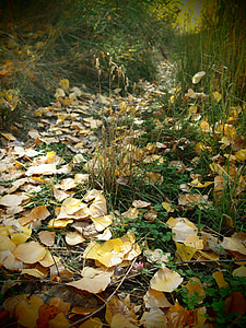 cesta, Les, Příroda, vegetace, října, pole, listy