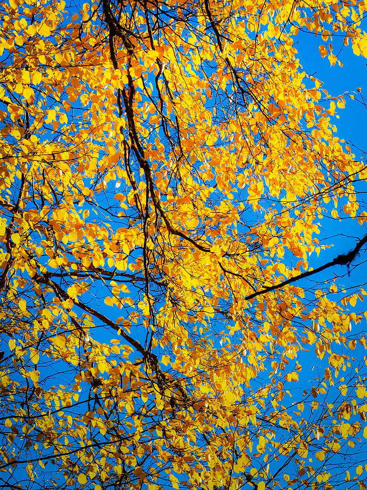 otoño, caída, amarillo, hojas, árbol, bosque, follaje