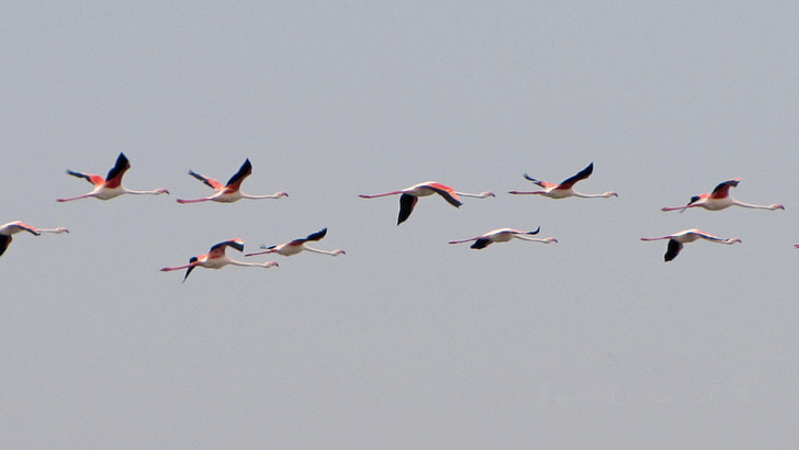flamingai, Didysis flamingas, flamingas, vandens paukščių, paukštis, skrydžio
