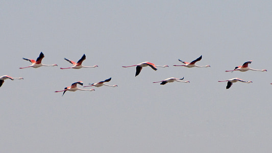 Flamingo, flamingo merah muda, Flamingo, burung air, burung, dalam penerbangan