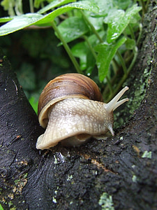 蜗牛, 自然, 森林, 突然的弯曲