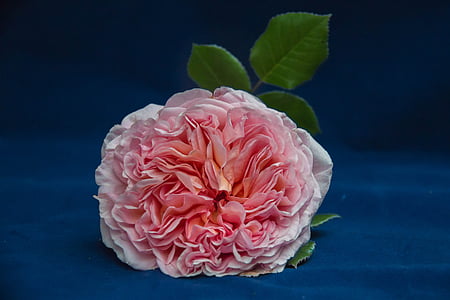 핑크, 영국 장미, 꽃, 자연, 봄, 정원, 컷 꽃