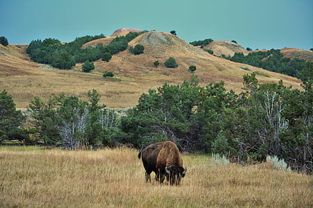 búfalo, Bisonte, Badlands, dakota del sur, salvaje, animal, mamíferos