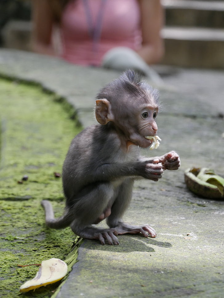 Bali, Indonezija, Aziji, opica, primatov, seje, živali