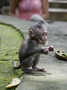 Bali, Indonēzija, Āzija, pērtiķis, primāts, sēde, dzīvnieku