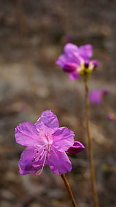 azalea, spring, pink flower, landscape, korea, spring flowers, azalea flowers
