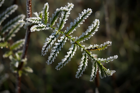frost, winter, ice, cold, nature