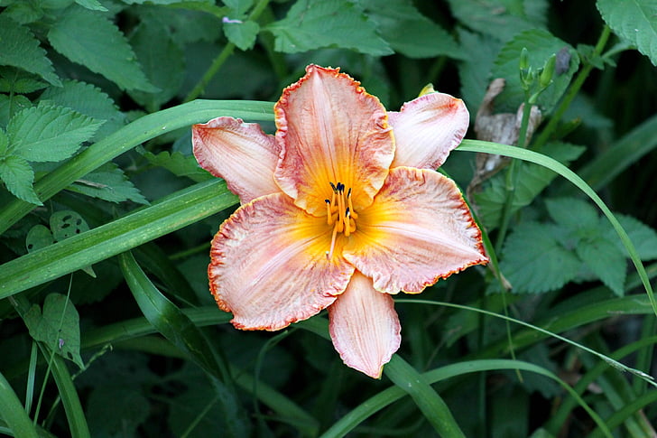 flower, bloom, colorful, petals, nature, pretty, petal
