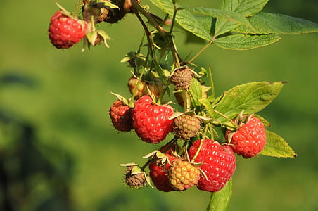 raspberries, fruit, garden, mature, red, healthy, ripe fruit