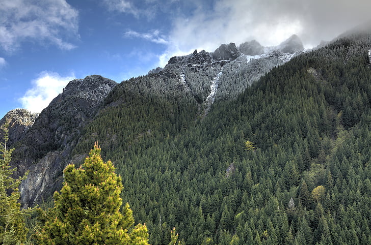 field, pine, trees, cloud, forest, mountain, firs