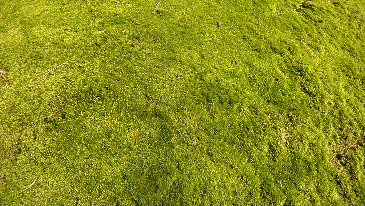 тревата, трева, Градина, природата, фонове, зелен цвят, на открито