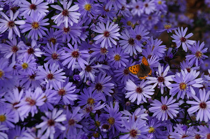 butterfly, flowers, chrysanthemum, purple, insect, garden, outdoors