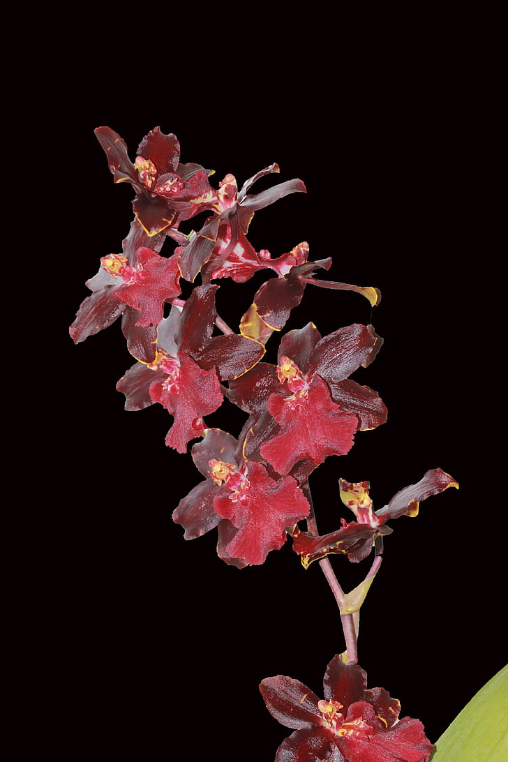 orchidej, Cambria, Příroda, květ, červená, hluboká, Flora