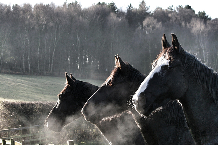 koně, jezdecké, plot, mlha, pole, chlad, kůň