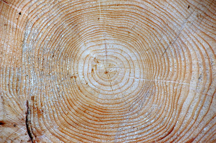 madera, Abeto de, Picea abies jahresringe, Fondo, resina fresca, fondos, patrón de