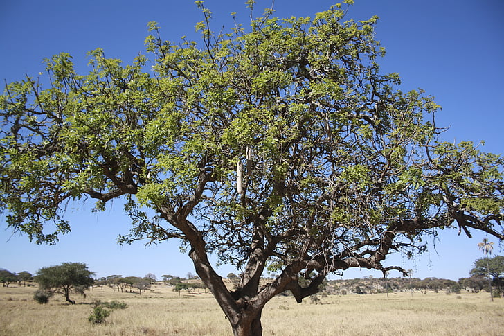 Afrika, džungle, taranguire