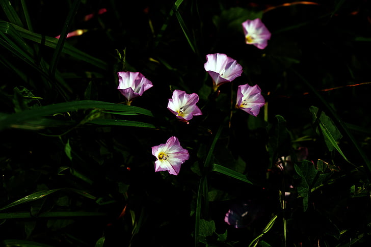 kwiaty, Bellflower, różowy, biały, trawa, zielony, różowy kwiat