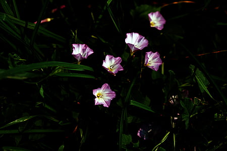 flori, Bellflower, roz, alb, iarba, verde, floare roz