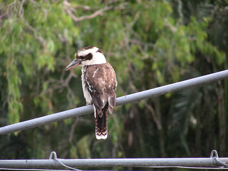 Kookaburra, Australia, australijski ptaka, fauna, fauna Australii, Queensland, Natura