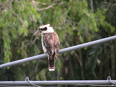 Kookaburra, Australia, australijski ptaka, fauna, fauna Australii, Queensland, Natura