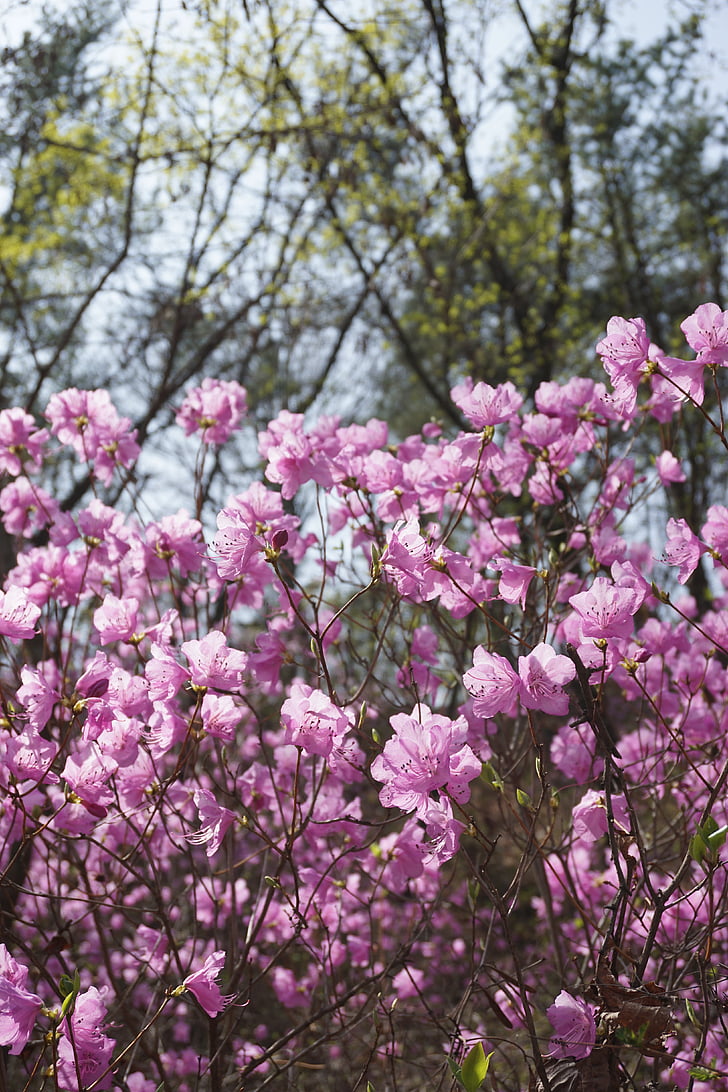 Azalea, Vårens blommor, våren berg, naturen, Korea, blomma träd, våren