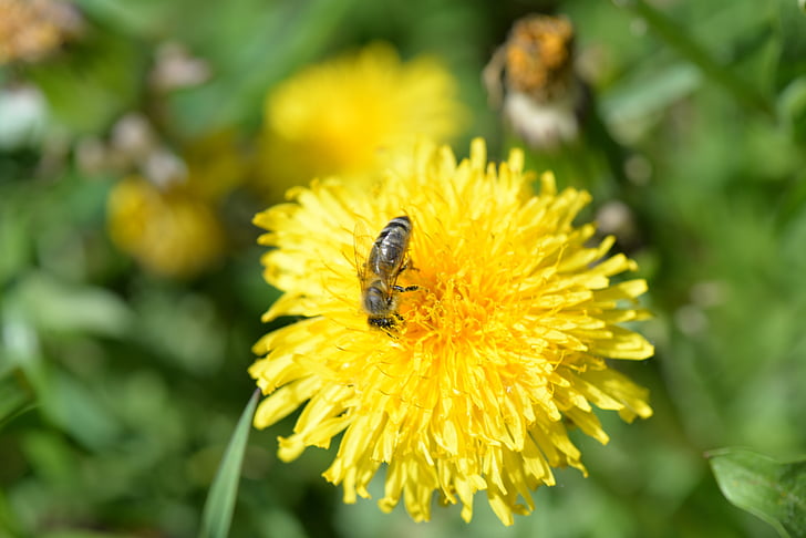 bee, pollen, dandelion, pollination, spring