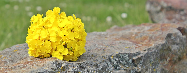 colza, pedra, natura, fons, groc, flor de violació, flors de violació