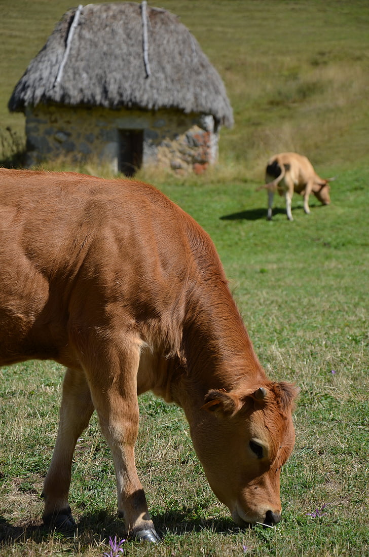 kráva, tele, Teito, Asturias, městě Somiedo